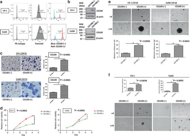 CD109 Antibody in Flow Cytometry (Flow)