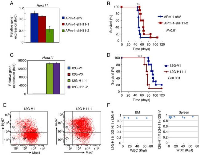 CD115 (c-fms) Antibody in Flow Cytometry (Flow)