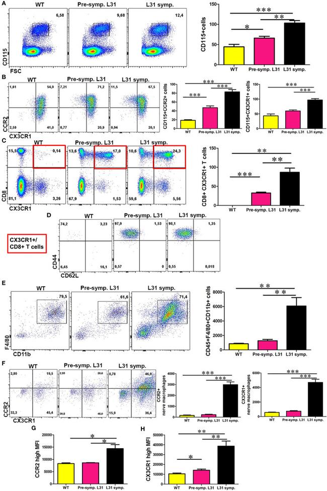 CD115 (c-fms) Antibody in Flow Cytometry (Flow)