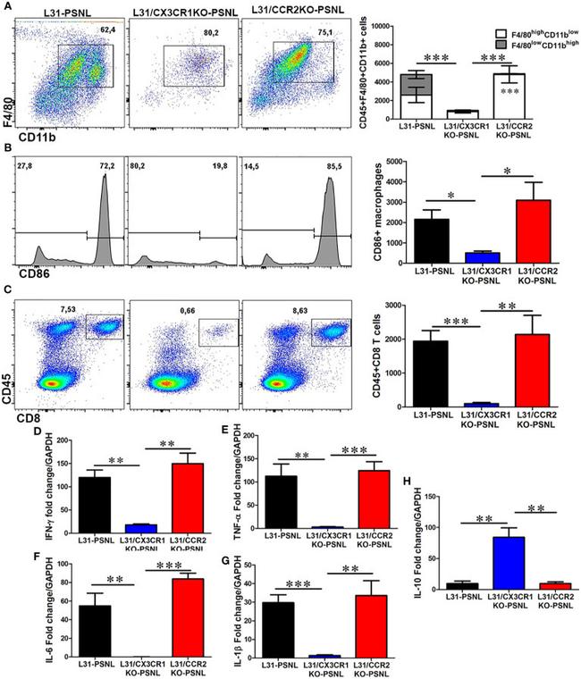 F4/80 Antibody in Flow Cytometry (Flow)