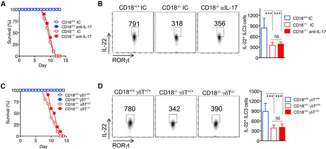 IL-22 Antibody in Flow Cytometry (Flow)