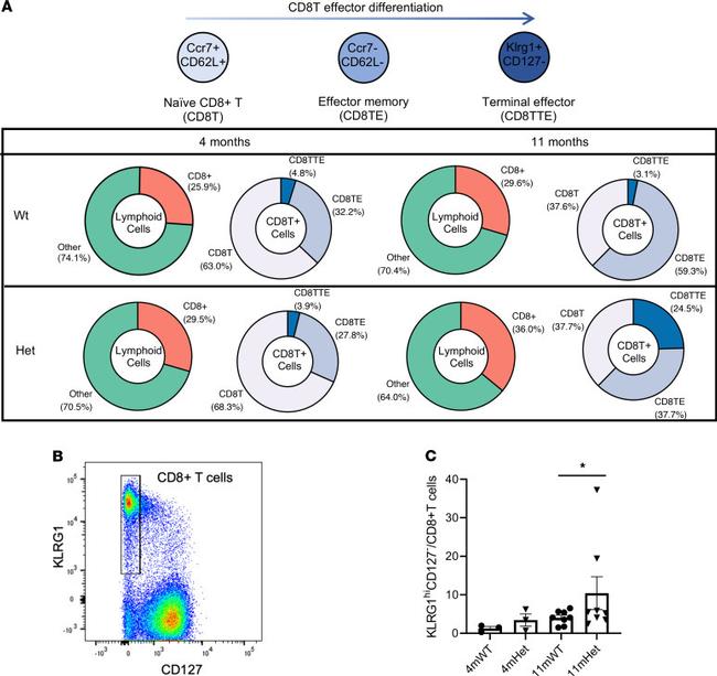 KLRG1 Antibody in Flow Cytometry (Flow)