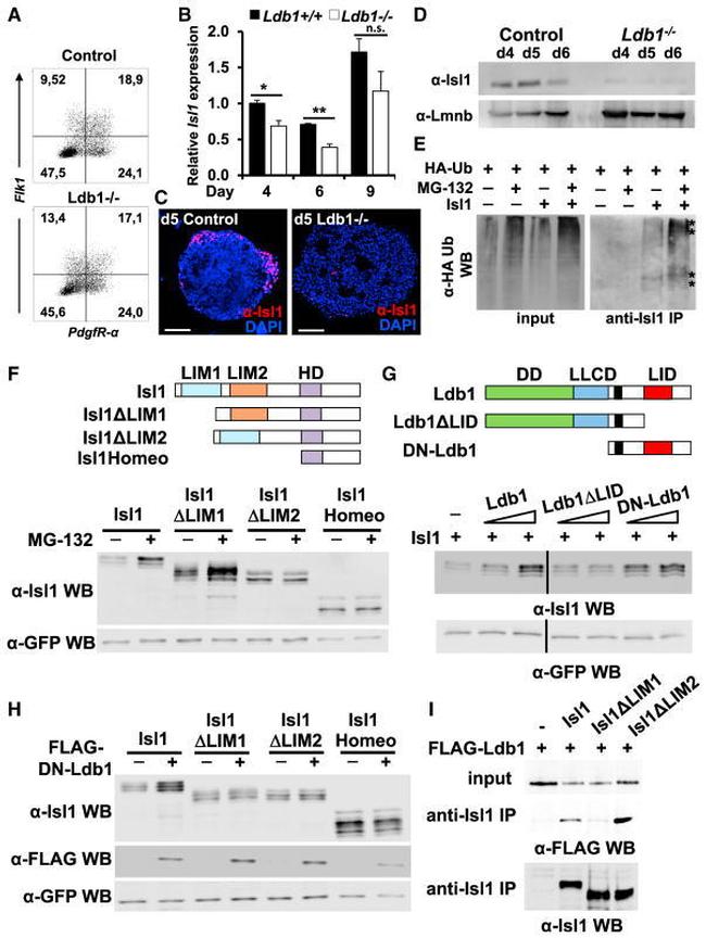 CD309 (FLK1) Antibody in Flow Cytometry (Flow)