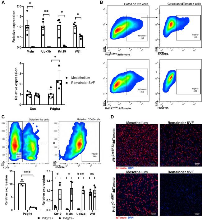 CD140a (PDGFRA) Antibody in Flow Cytometry (Flow)