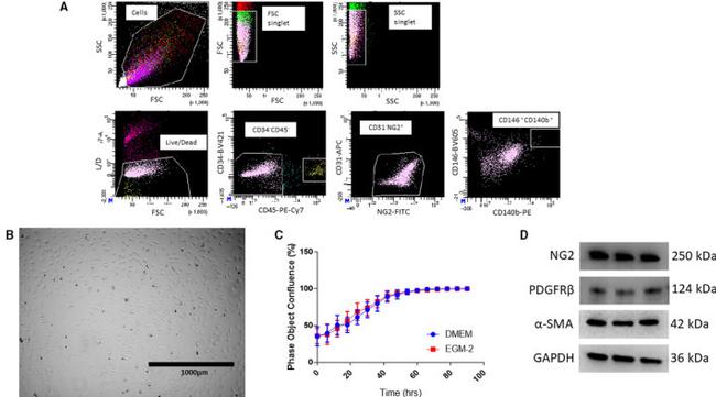 CD140b (PDGFRB) Antibody in Flow Cytometry (Flow)