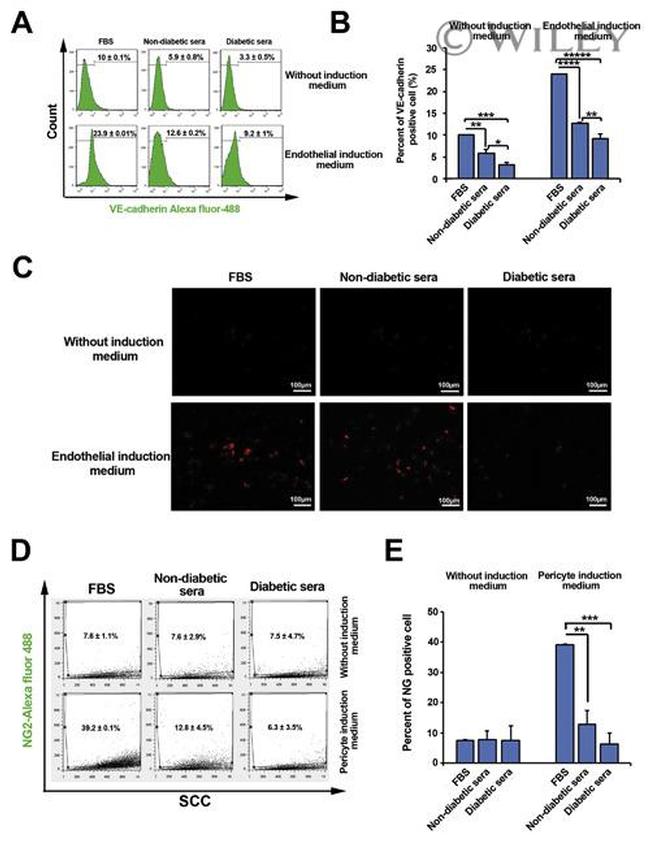 CD144 (VE-cadherin) Antibody in Flow Cytometry (Flow)