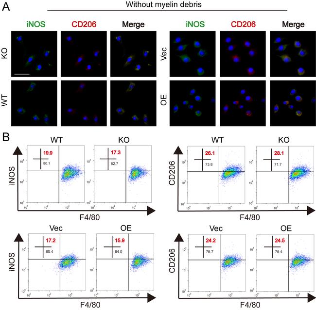 CD206 (MMR) Antibody in Flow Cytometry (Flow)