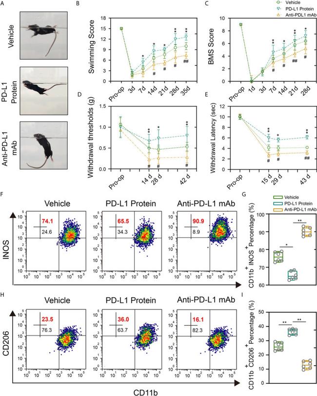 CD206 (MMR) Antibody in Flow Cytometry (Flow)