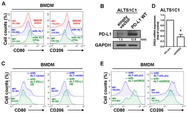 CD206 (MMR) Antibody in Flow Cytometry (Flow)