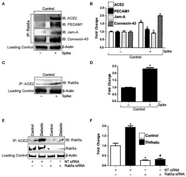 CD321 (F11R) Antibody in Western Blot (WB)