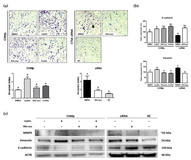 CD324 (E-Cadherin) Antibody in Western Blot (WB)