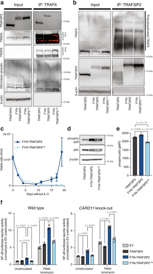 ACT1 Antibody in Western Blot, Immunoprecipitation (WB, IP)