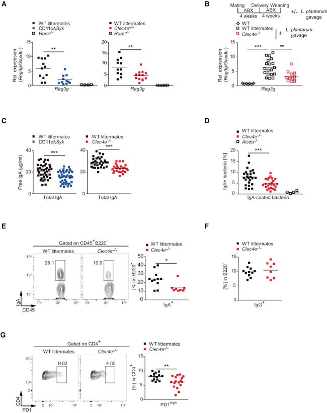 IgA Antibody in Flow Cytometry (Flow)