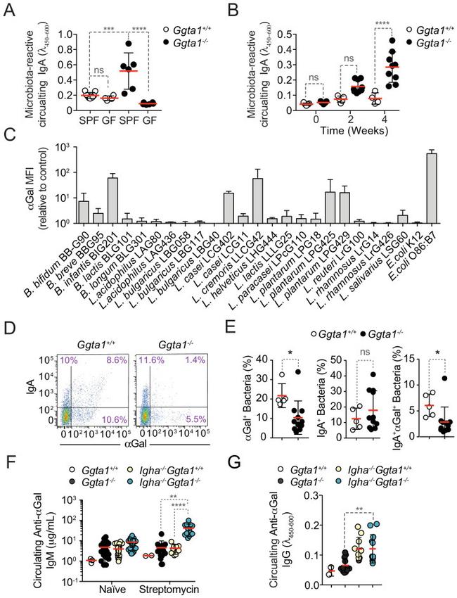 IgA Antibody in Flow Cytometry (Flow)