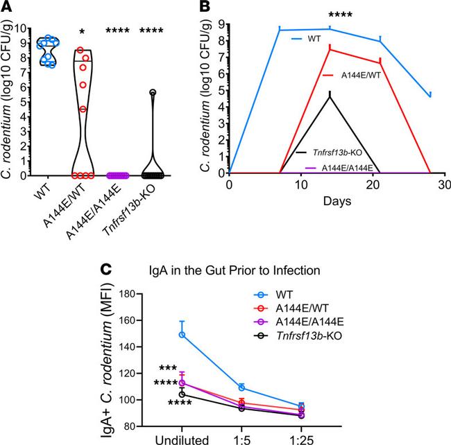 IgA Antibody in Flow Cytometry (Flow)