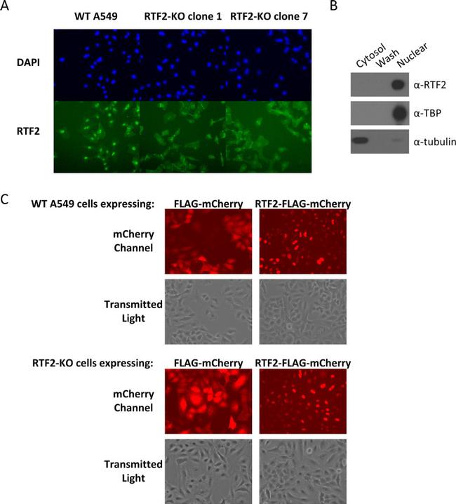 alpha Tubulin Antibody in Western Blot (WB)