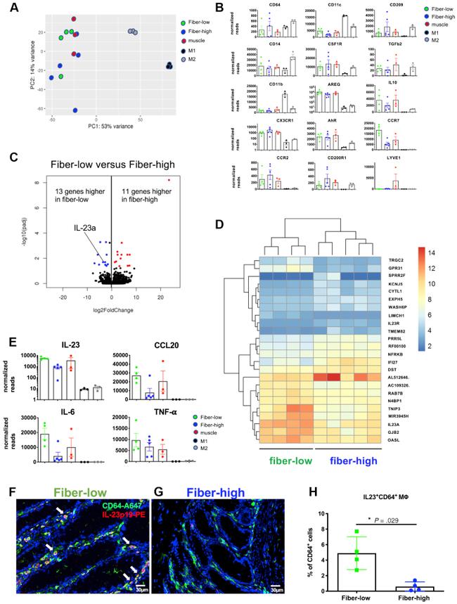 IL-23 p19 Antibody in Immunocytochemistry (ICC/IF)