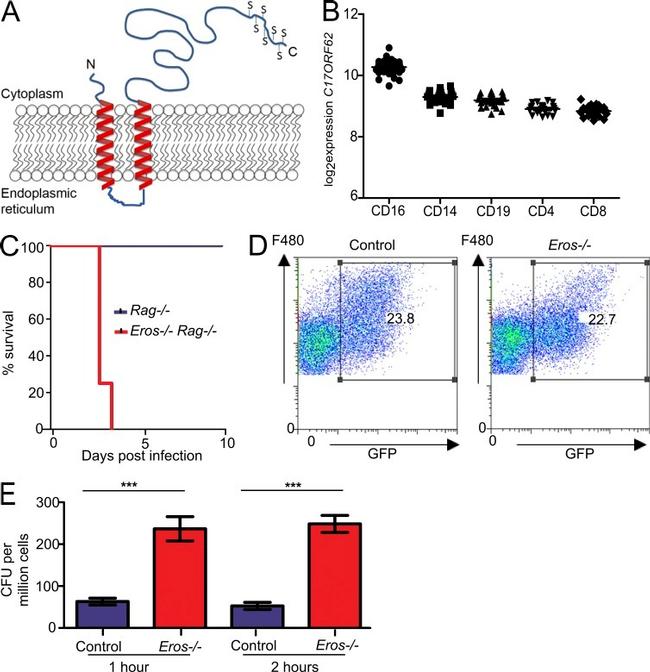 F4/80 Antibody in Flow Cytometry (Flow)