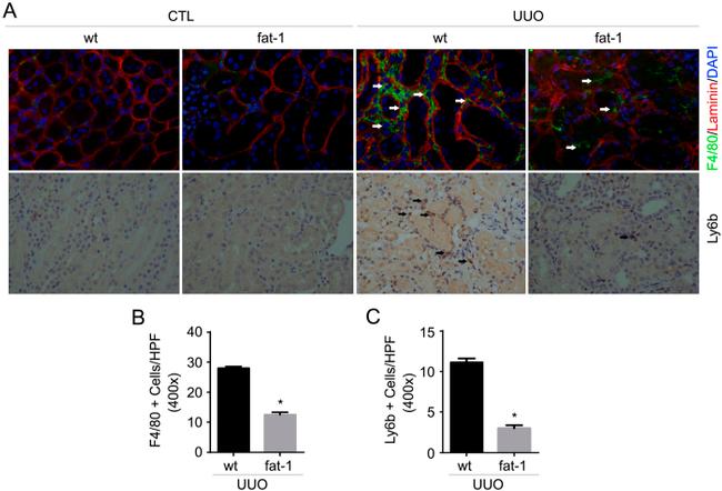 F4/80 Antibody in Immunohistochemistry (IHC)