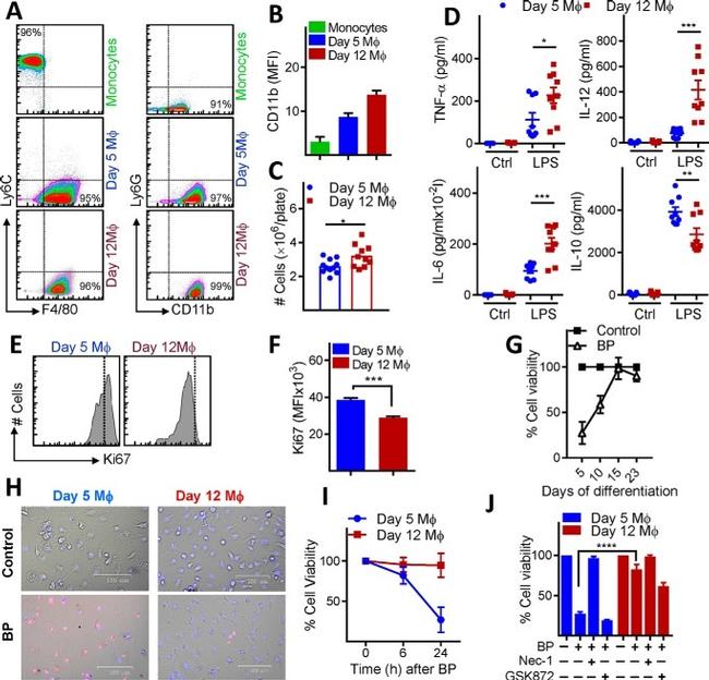 Ly-6C Antibody in Flow Cytometry (Flow)