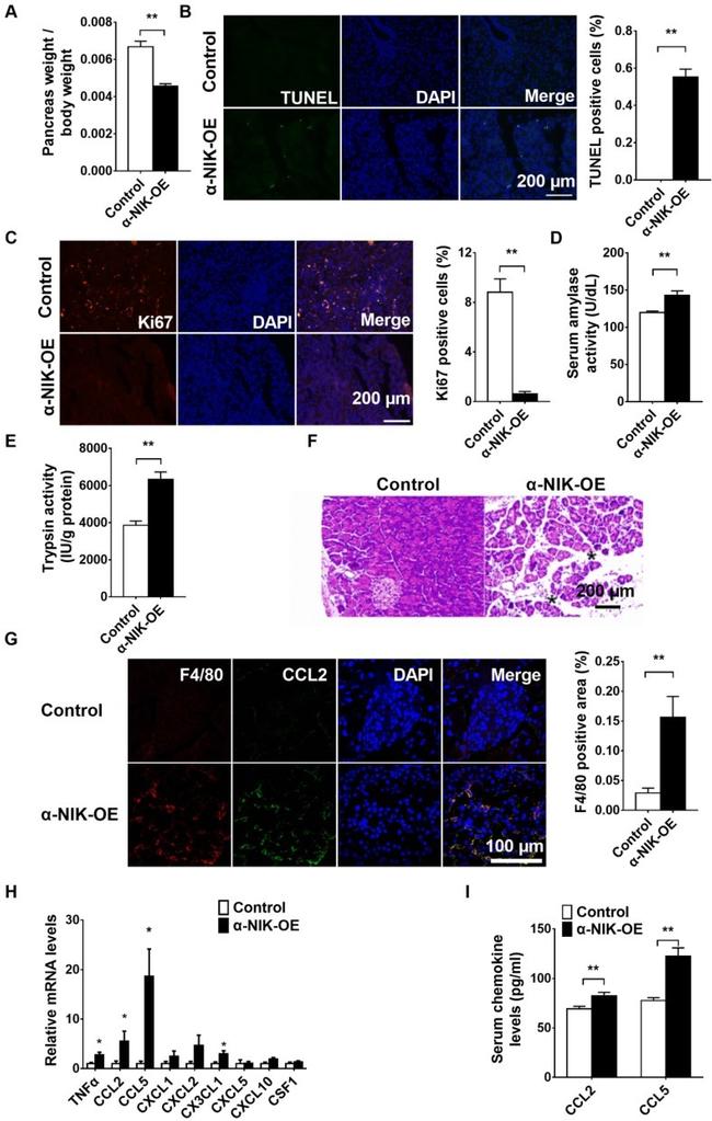 F4/80 Antibody in Immunohistochemistry (IHC)