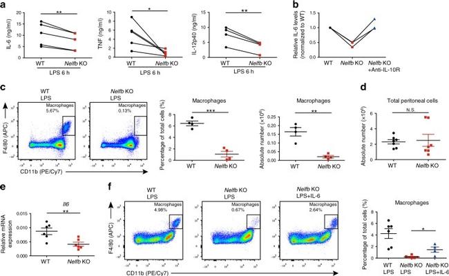 F4/80 Antibody in Flow Cytometry (Flow)