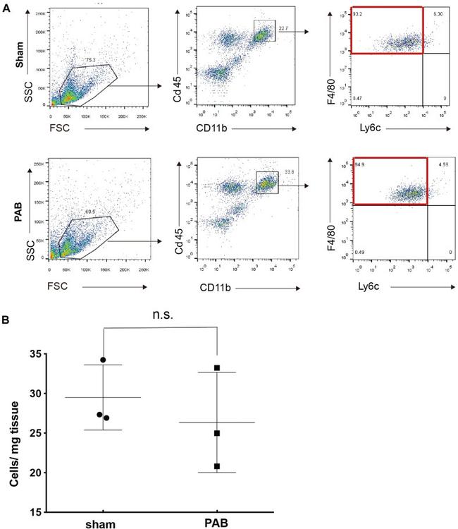 F4/80 Antibody in Flow Cytometry (Flow)