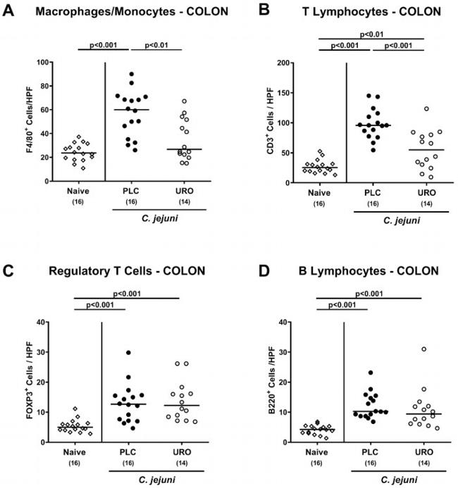 FOXP3 Antibody in Immunohistochemistry (IHC)