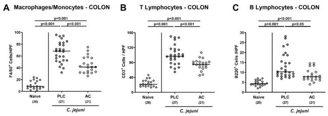 F4/80 Antibody in Immunohistochemistry (IHC)