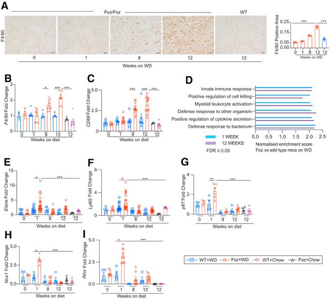 F4/80 Antibody in Immunohistochemistry (IHC)