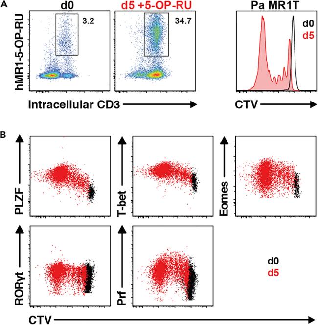 T-bet Antibody in Flow Cytometry (Flow)