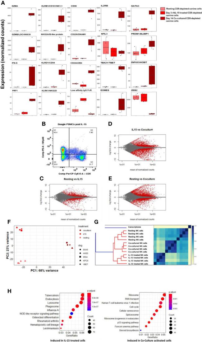 CD5 Antibody in Flow Cytometry (Flow)