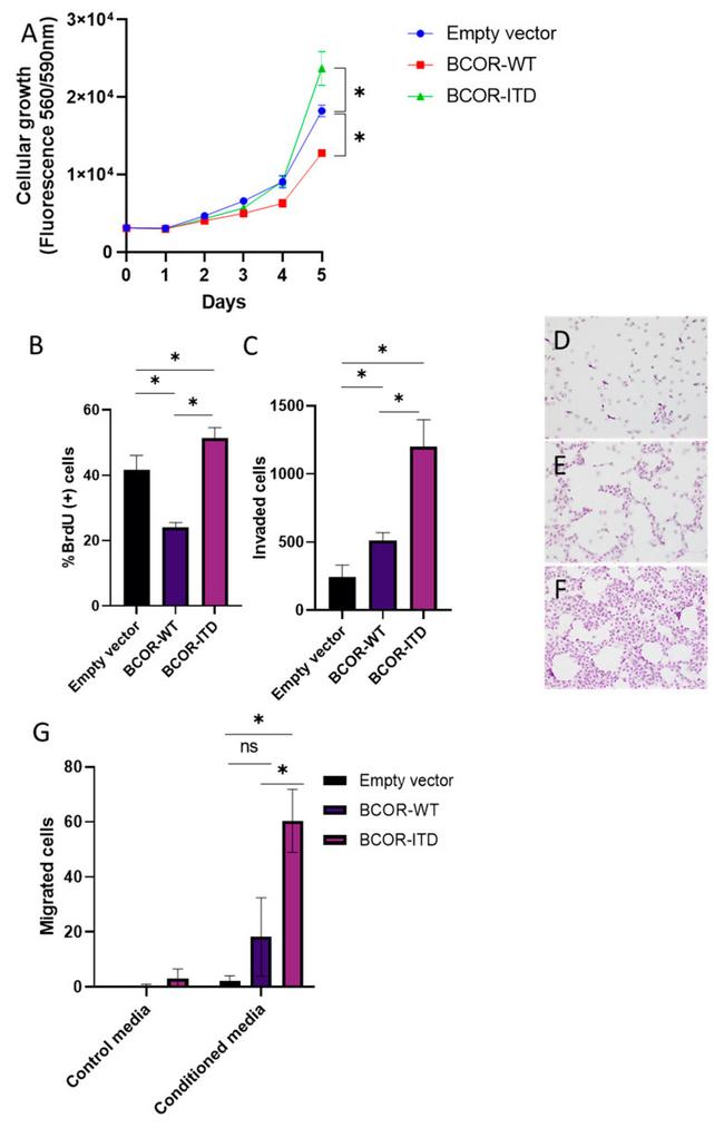 BrdU Antibody in Flow Cytometry (Flow)