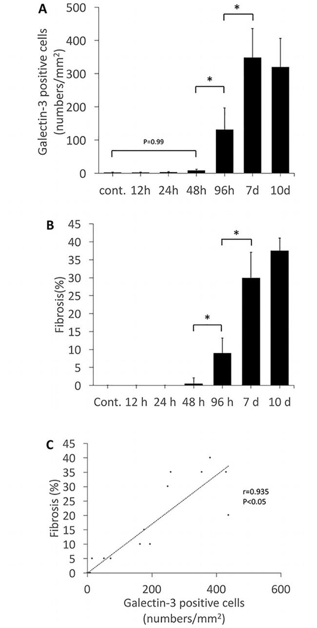 Galectin 3 Antibody in Immunohistochemistry (IHC)