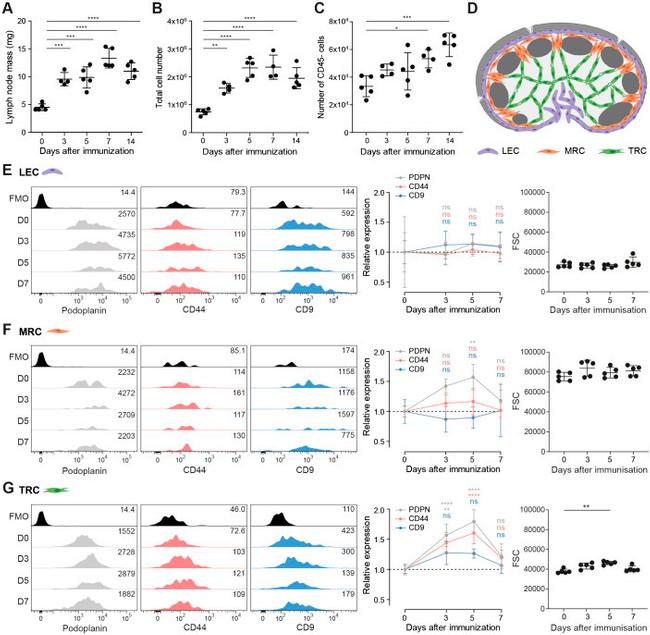 Podoplanin Antibody in Flow Cytometry (Flow)