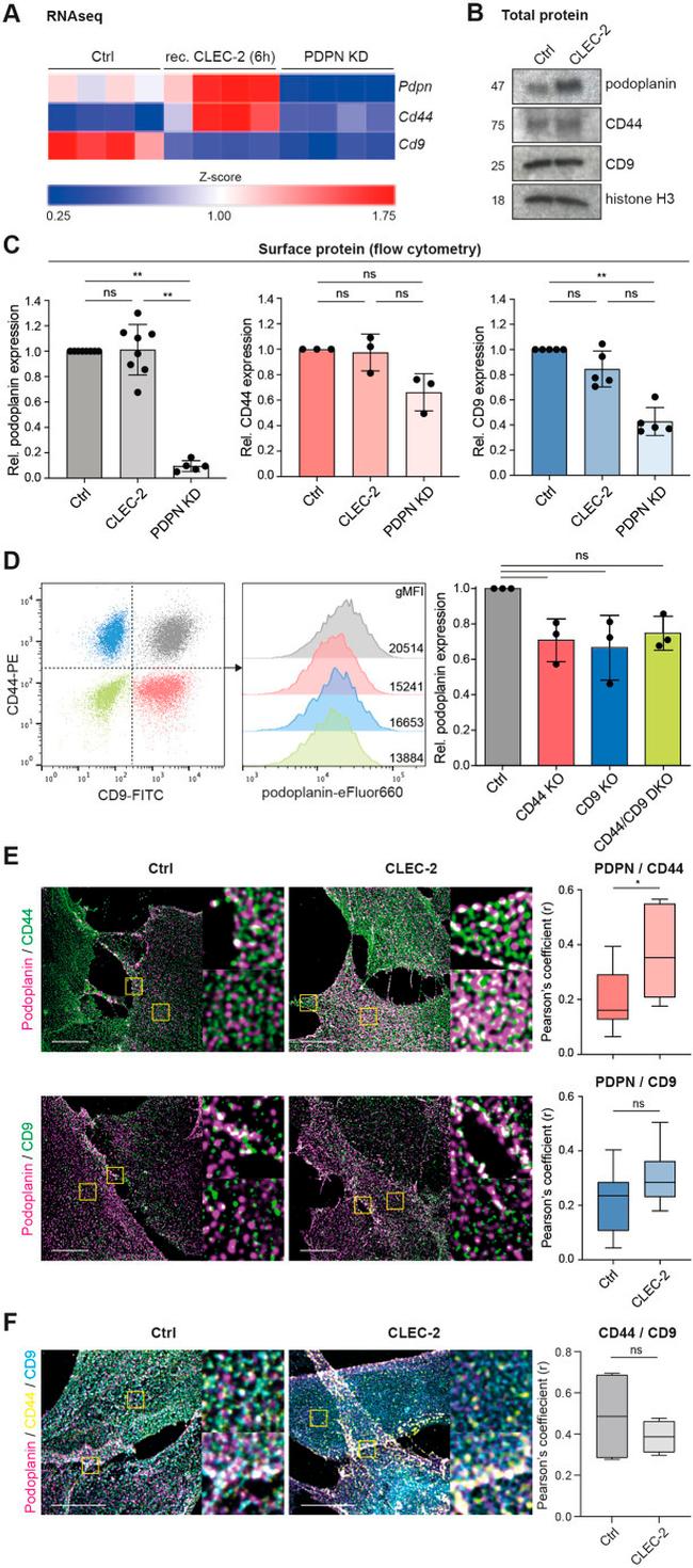 Podoplanin Antibody in Flow Cytometry (Flow)