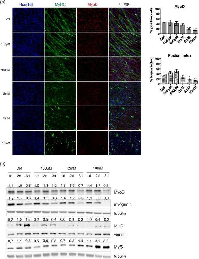 Myogenin Antibody in Western Blot (WB)