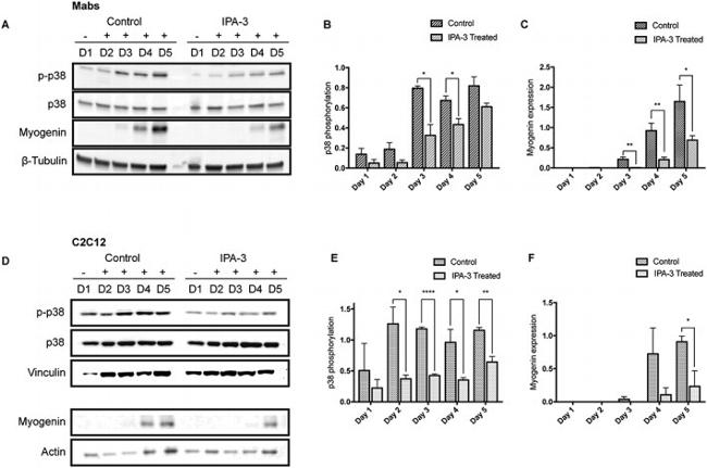 Myogenin Antibody in Western Blot (WB)