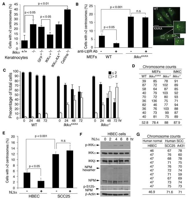 Lymphotoxin beta Receptor Antibody in Functional Assay (FN)