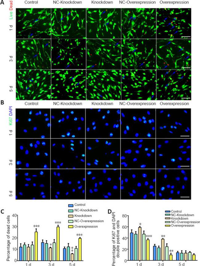 Ki-67 Antibody in Immunocytochemistry (ICC/IF)