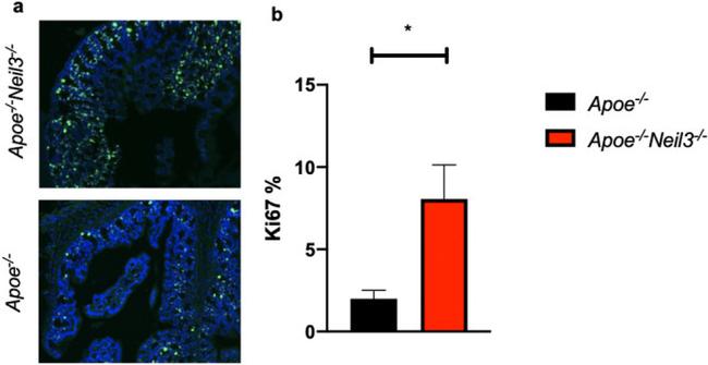 Ki-67 Antibody in Immunocytochemistry (ICC/IF)