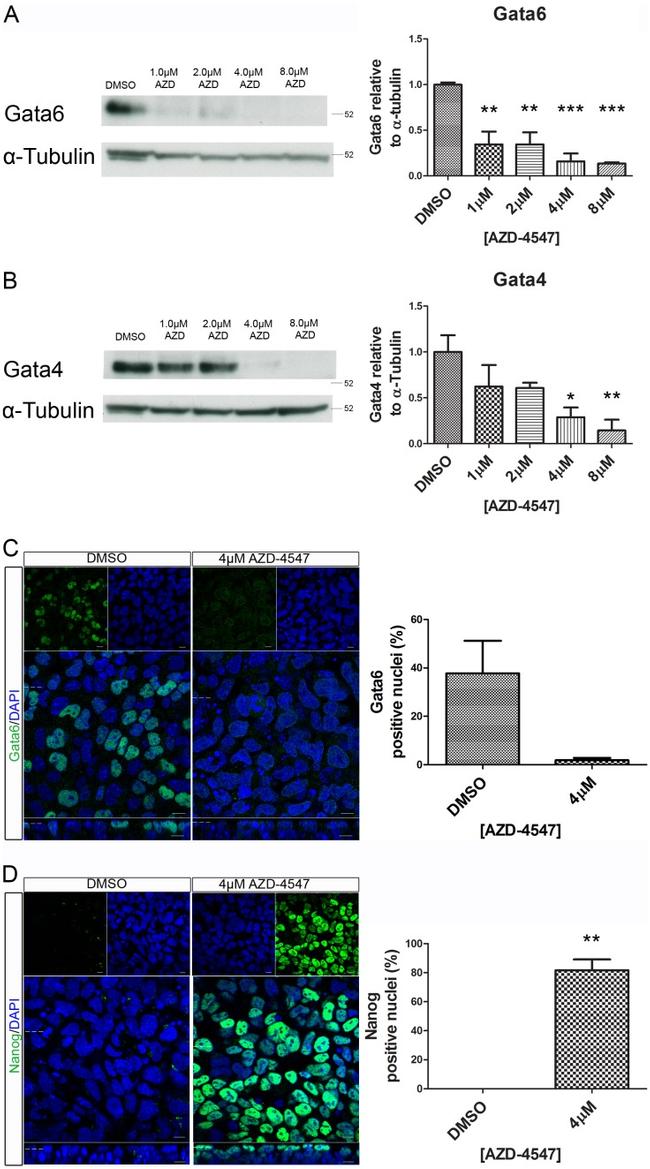 Nanog Antibody in Immunocytochemistry (ICC/IF)