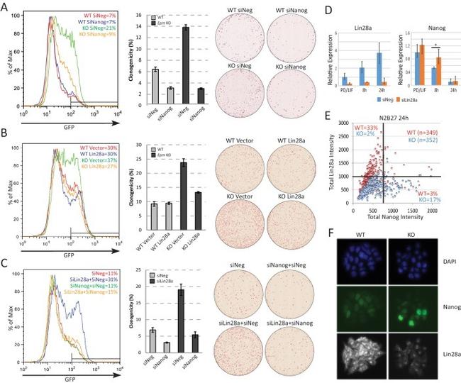 Nanog Antibody in Immunocytochemistry (ICC/IF)