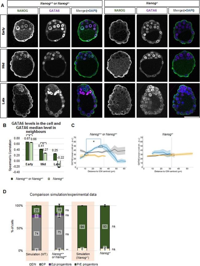 Nanog Antibody in Immunohistochemistry (IHC)