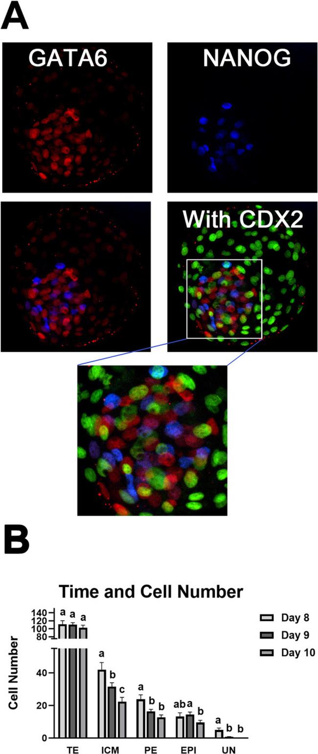 Nanog Antibody in Immunocytochemistry (ICC/IF)