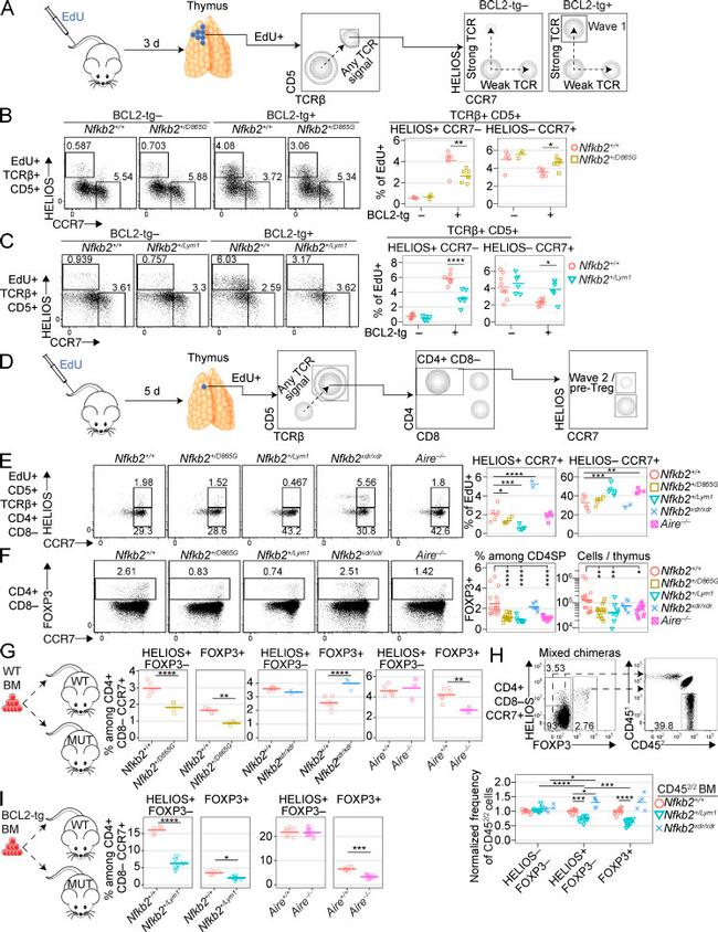 FOXP3 Antibody in Flow Cytometry (Flow)