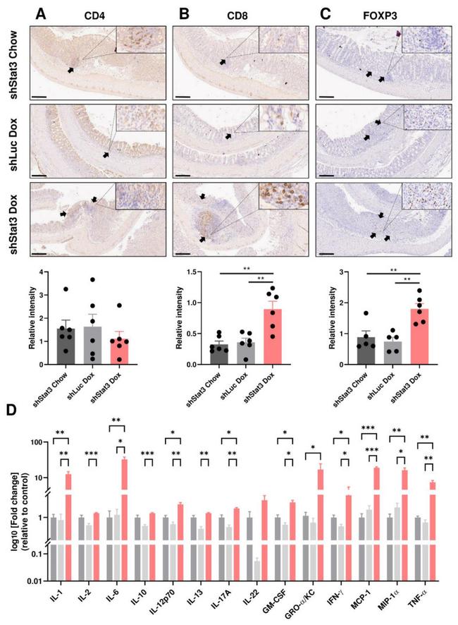 FOXP3 Antibody in Immunohistochemistry (IHC)