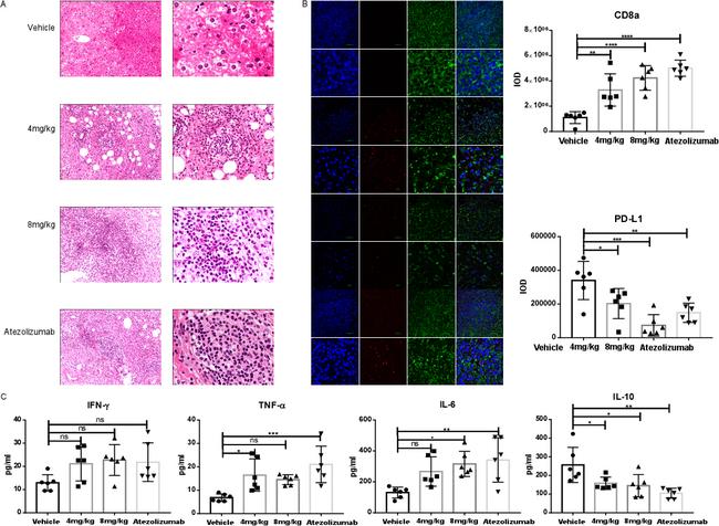 FOXP3 Antibody in Immunohistochemistry (IHC)