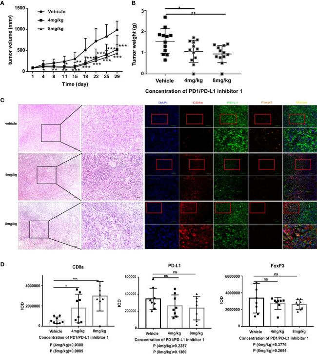 FOXP3 Antibody in Immunohistochemistry (IHC)