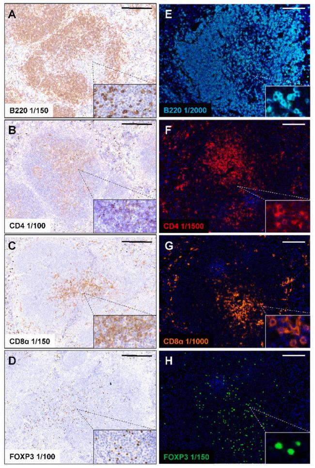 CD4 Antibody in Immunohistochemistry (IHC)